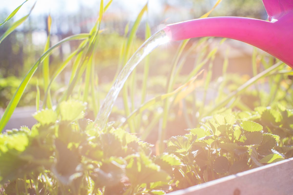 summer watering plants
